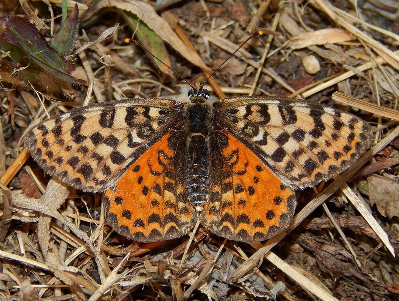 Melitae didyma bicolor?